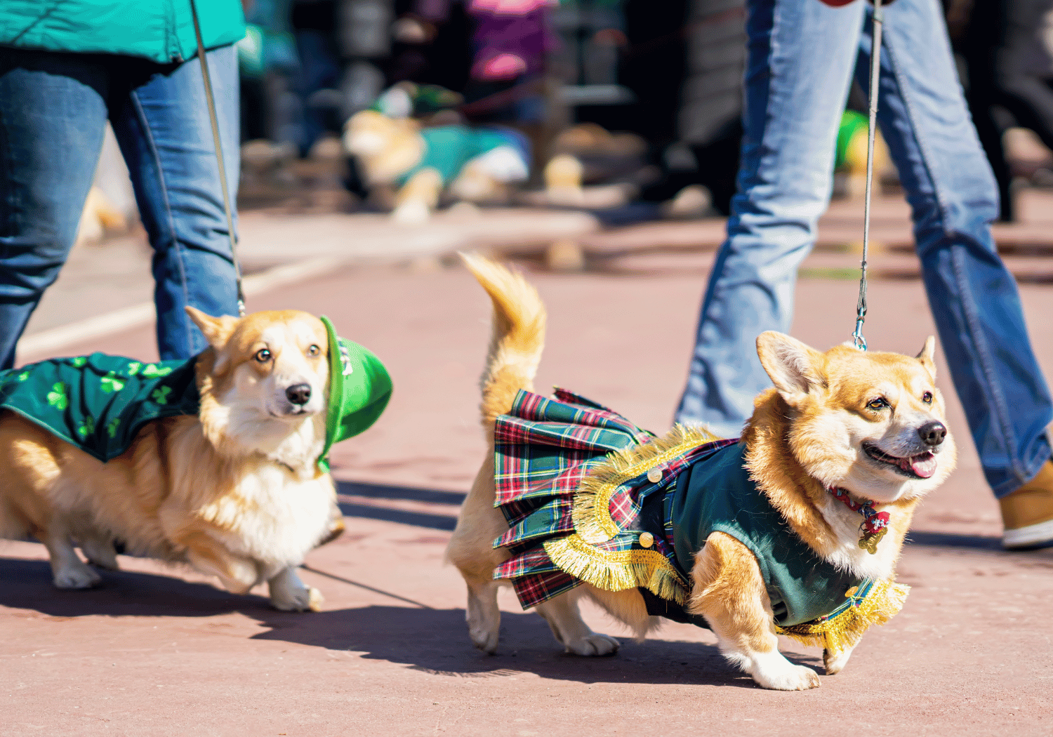 Two corgi dogs on leashes wearing festive outfits walk on a sunny brick sidewalk.